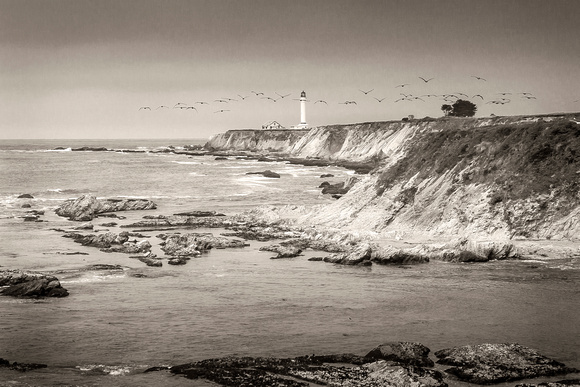 Pelicans at Point Arena Lighthouse