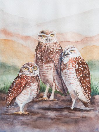 Burrowing Owls II
