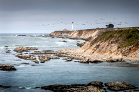 Pelicans at Point Arena Lighthouse